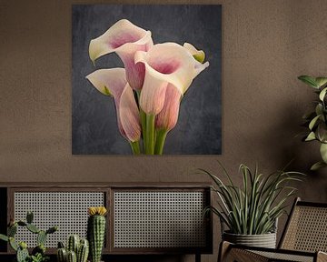 fleur de calla