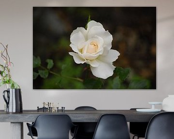 Witte Roos