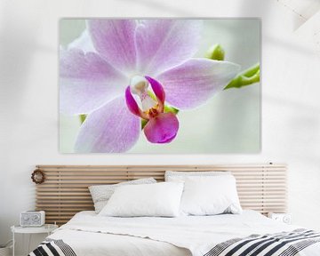 Witte Orchidee van Ronne Vinkx