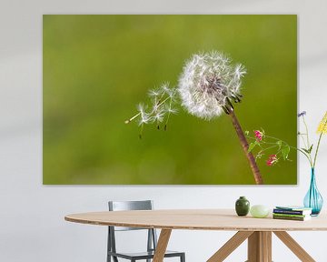 Paardebloem in de wind van Vincent van den Hurk