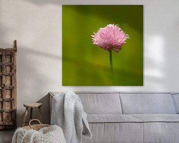 Pink Chive by Ronald Smits