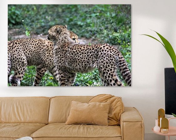 Aperçu de la chambre