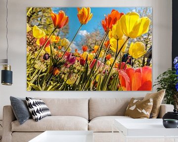 Een kleurrijk veld tulpen van Stedom Fotografie
