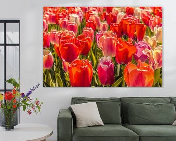 Veld vol gekleurde tulpen