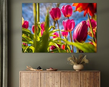 Prachtige paarse tulpen van Stedom Fotografie