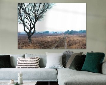 arbre Veluwe  sur Maurice Looyestein