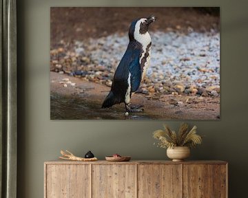 Sunbathing penguin by Tim Abeln