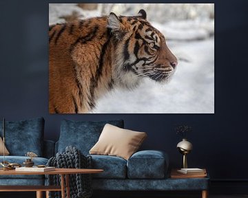 Zijaanzicht portret van een Sumatraanse tijger in de sneeuw