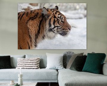 Side portrait of a Sumatran Tiger in the snow by Tim Abeln
