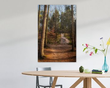 Een pad door het bos van Tim Abeln