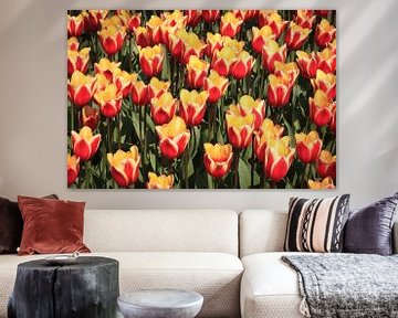 Beaucoup de tulipes rouges et jaunes