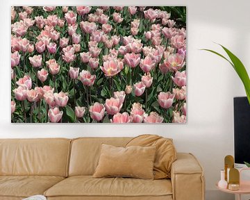 Viele rosa Tulpen
