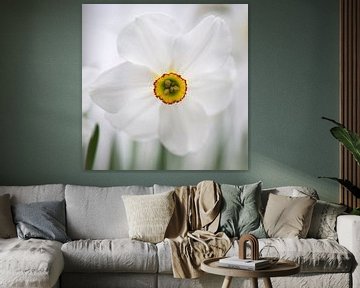 Witte narcis van Barbara Brolsma