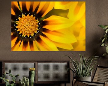 Gold-yellow Gazania by Kok and Kok