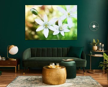 Dream flowers