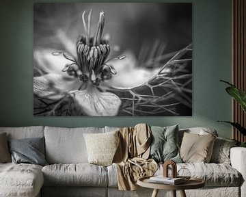 Schwarz-weiß, Nigelle von Sara in t Veld Fotografie