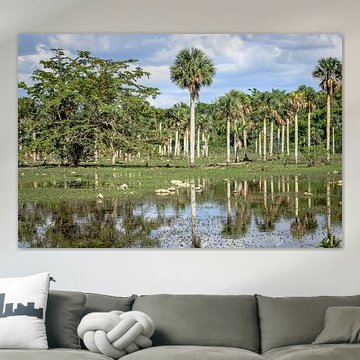 Palmbomen in moerasgebied by Merijn Koster