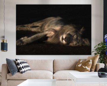 Slapende leeuw van De Afrika Specialist