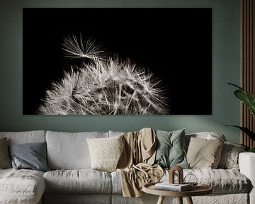 Dandelion fluff by Corinne Welp