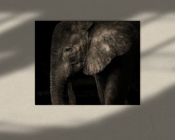 Elefant ohne Stoßzähne in schwarz-weiß von De Afrika Specialist