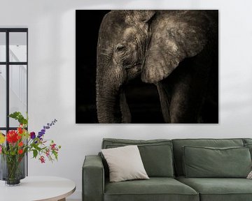 Elephant without tusks in black and white by Awesome Wonder