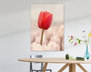 Rode tulp steekt boven  het veld uit by Michel Knikker
