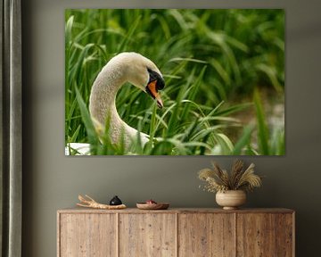 swan in the reeds by claes touber