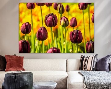 Paarse tulpen in het veld van Stedom Fotografie