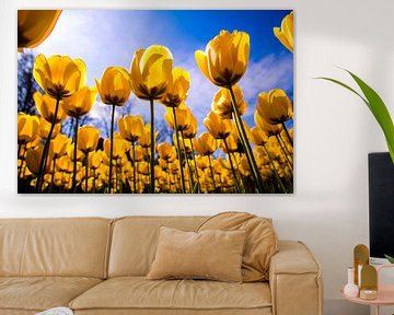 Een veld vol gele tulpen van Stedom Fotografie