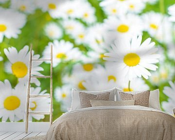 Margrieten veldbloemen (Leucanthemum vulgare) in een weide van Sjoerd van der Wal Fotografie