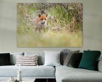 red fox cub von Pim Leijen