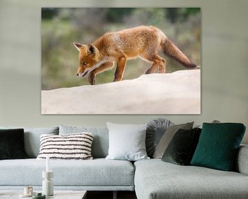 red fox cub von Pim Leijen