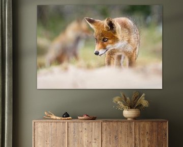 red fox cub by Pim Leijen