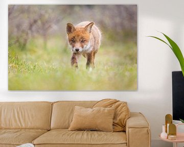 red fox cub by Pim Leijen