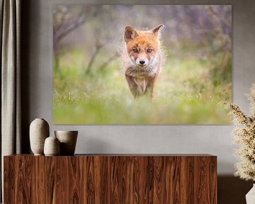 red fox cub by Pim Leijen