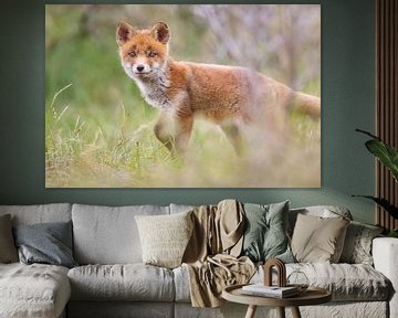 red fox cub by Pim Leijen