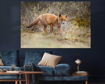 red fox cub von Pim Leijen