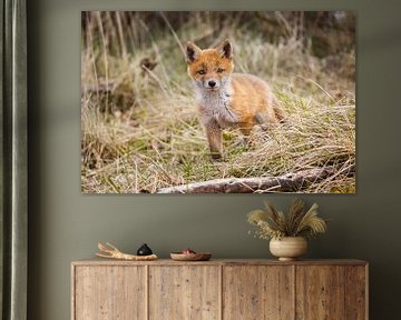 red fox cub by Pim Leijen