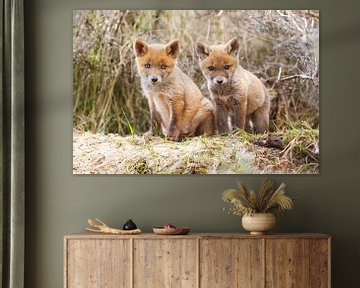 two red fox cubs sur Pim Leijen