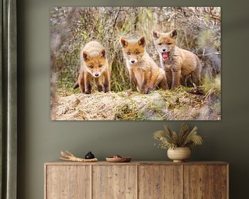 three red fox cubs sur Pim Leijen