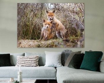 two red fox cubs by Pim Leijen