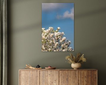 White magnolia sur Alessia Peviani