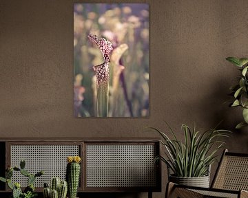 The sentinel (Sarracenia sp.)