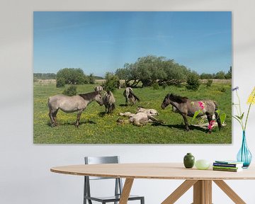 Konik paarden in nationaal park Lauwersmeer van Gerry van Roosmalen