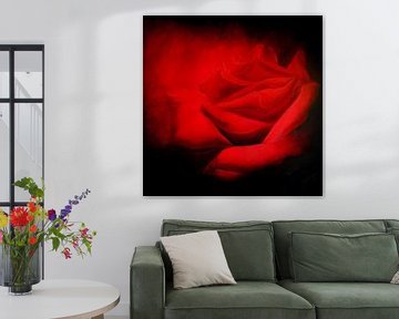 Roses rouges sur Christoph Van Daele