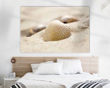 Shell in the sand by LHJB Photography