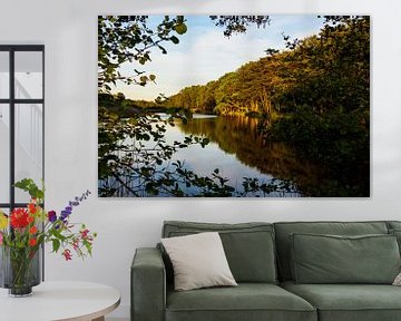 Trees on lake in Prerow, Germany.