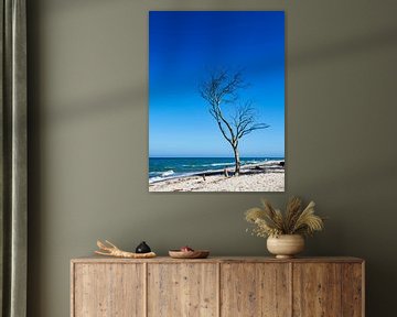 A single tree with blue sky on the Baltic Sea coast van Rico Ködder