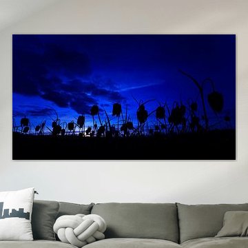 Kievitsbloemen in het blauwe uurtje