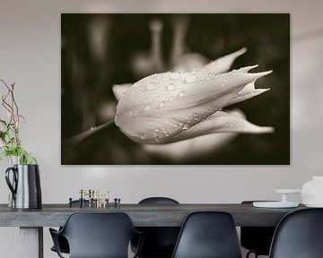 Witte tulp (monochrome) van Hans Heemsbergen